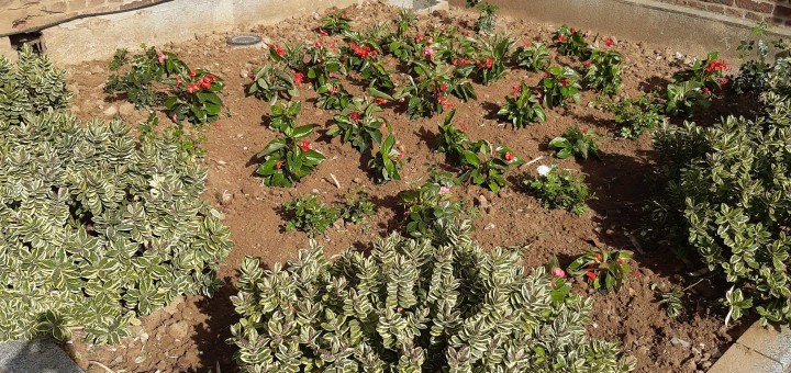 parterre de fleur